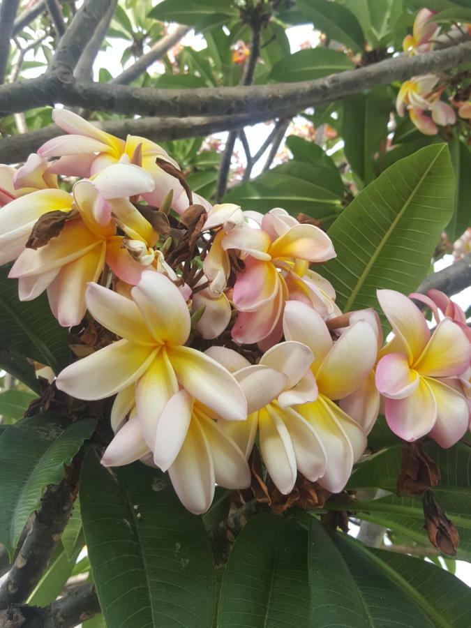 Casa Flores 洛斯·亚诺斯·德·阿里丹 外观 照片
